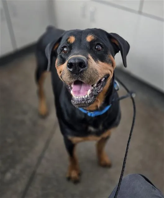 A young large-sized female Mixed Breed dog named Roxy for adoption in Dallas, TX