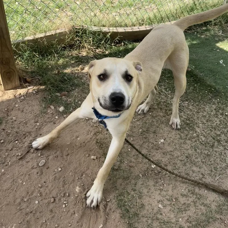 A young medium-sized male Yellow / Tan / Blond / Fawn Yellow Labrador Retriever dog named Michael J Fox for adoption in Austin, TX