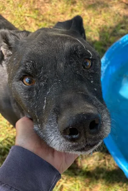A senior large-sized male Labrador Retriever dog named Charlie for adoption in Kansas City, MO