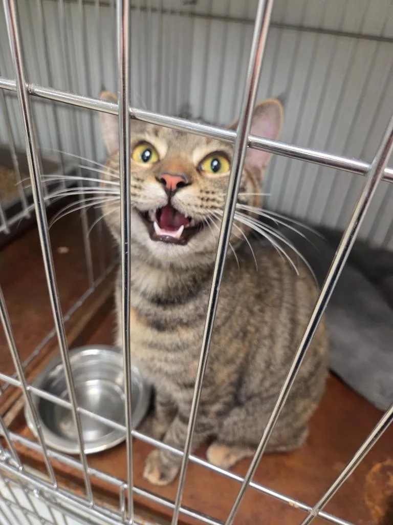 A young medium-sized female Domestic Short Hair cat named Samba for adoption in Rock Springs, WY