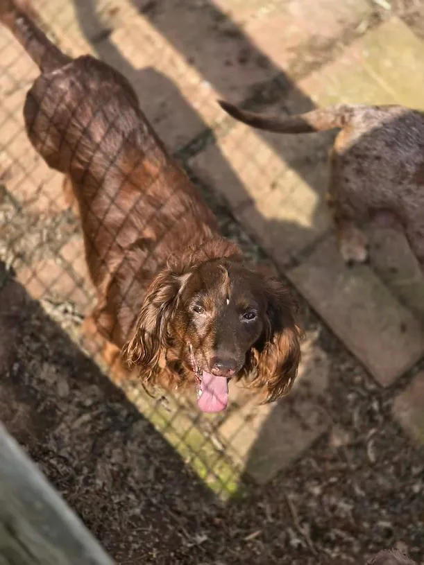 A senior small-sized female Brown / Chocolate Dachshund (Long Haired) dog named Tootsie for adoption in New York, NY