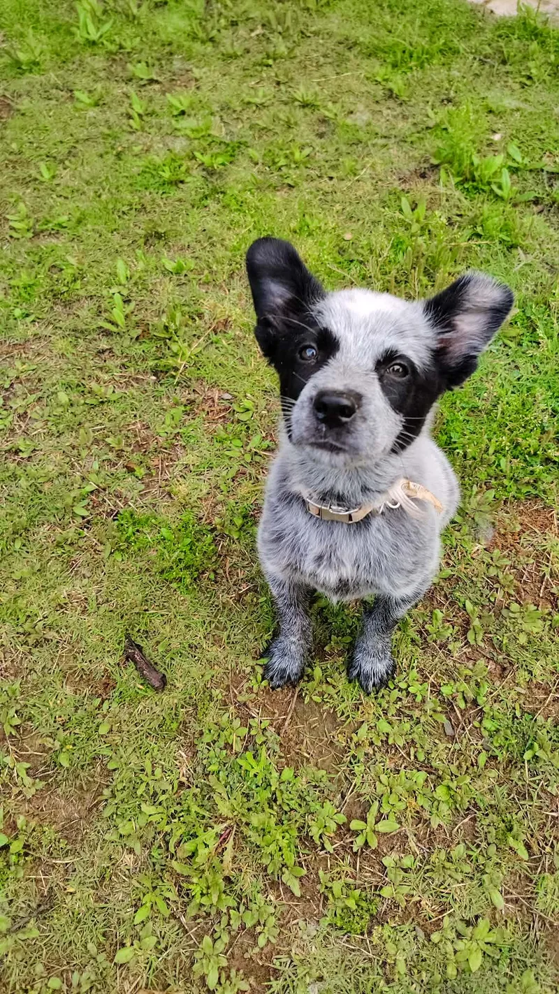 A baby medium-sized male Black Australian Cattle Dog / Blue Heeler dog named Rooster for adoption in Oklahoma City, OK