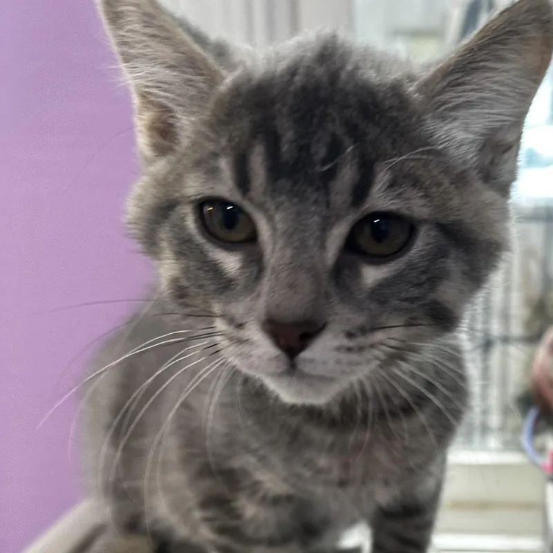 A baby small-sized male Gray / Blue / Silver Domestic Short Hair cat named Lincoln for adoption in Grinnell, IA