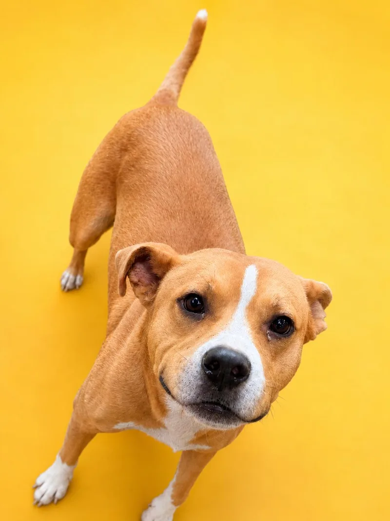 A young medium-sized male Golden American Staffordshire Terrier dog named Huckleberry for adoption in Scottsville, KY