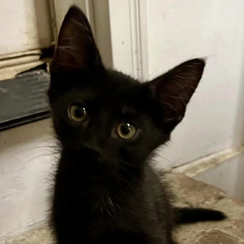 A baby medium-sized male Domestic Short Hair cat named Westley for adoption in Columbia, SC