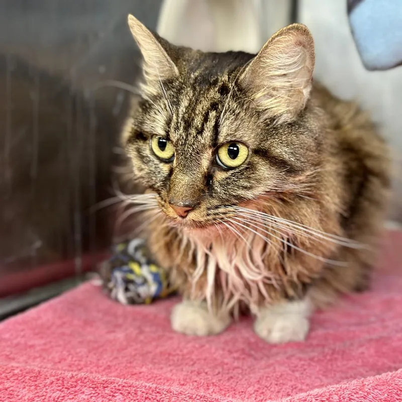 An adult medium-sized female Brown / Chocolate Domestic Medium Hair cat named Ginger for adoption in Austin, TX