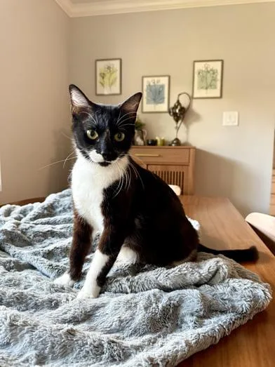Purrkinson thumbnail 6