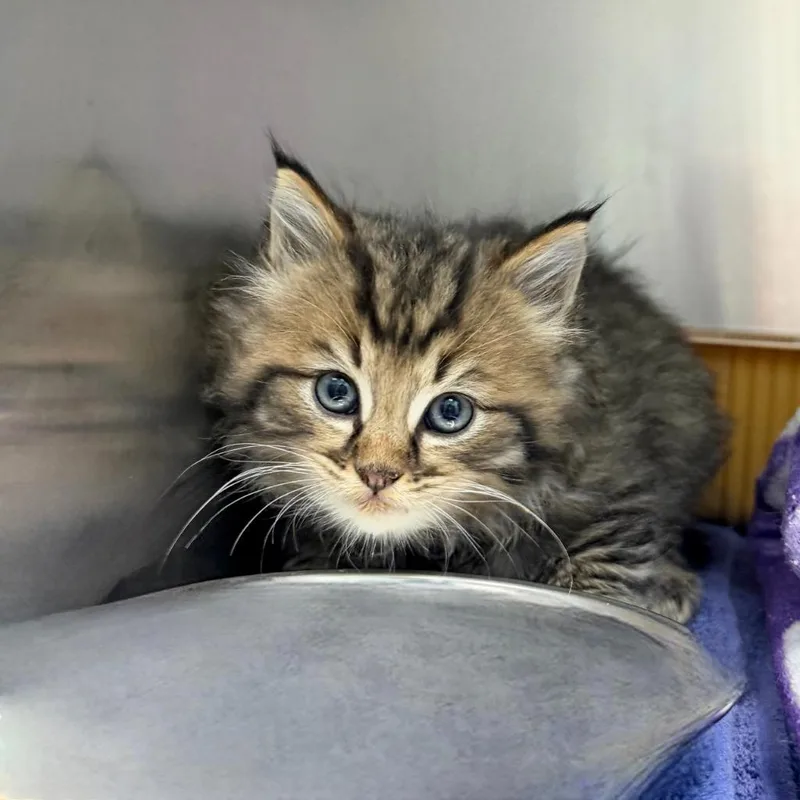 A baby medium-sized male Domestic Long Hair cat named Whopper Jr. for adoption in State College, PA