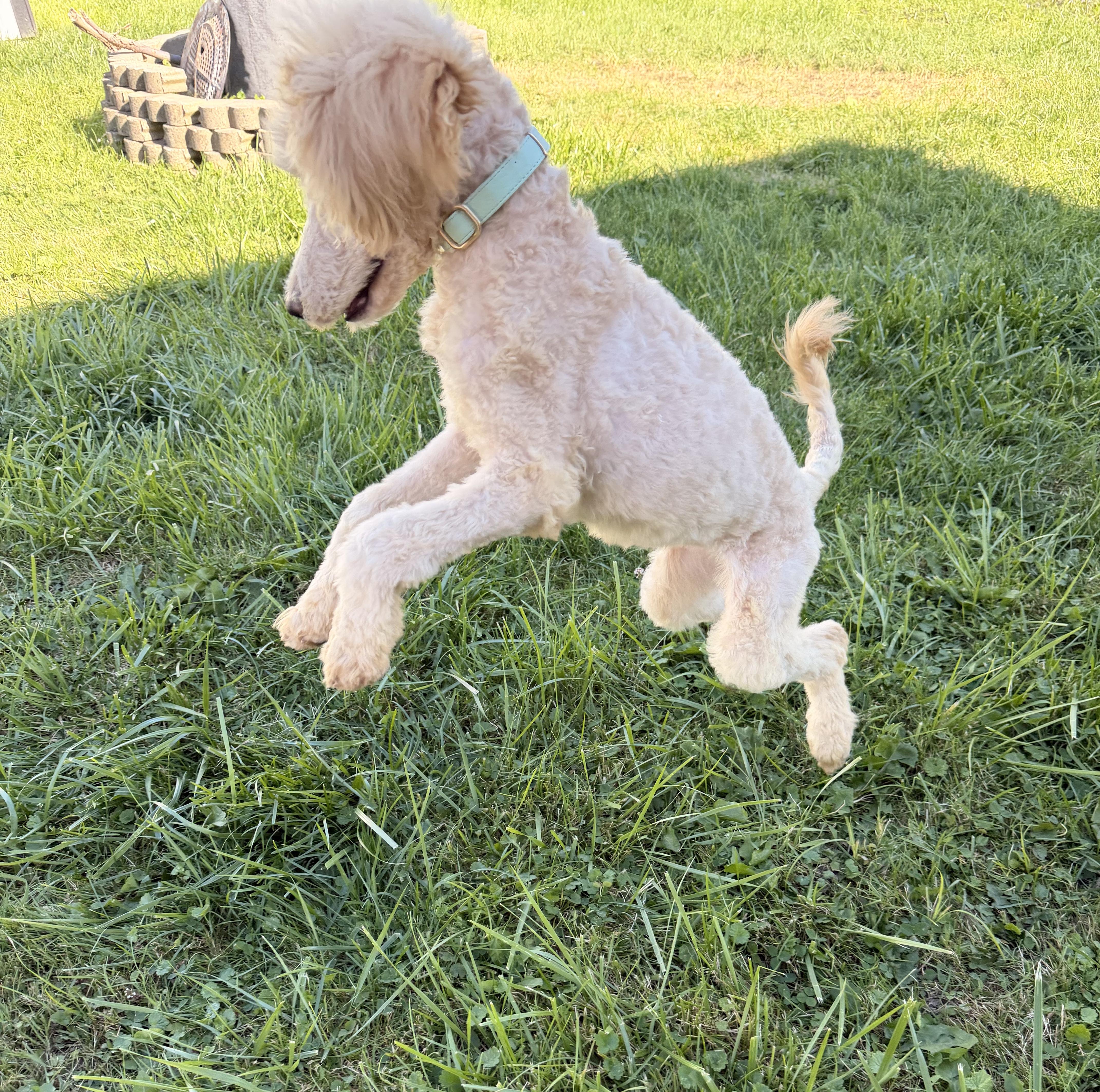 A baby small-sized female Standard Poodle dog named Mayple for adoption in Rochester, NY
