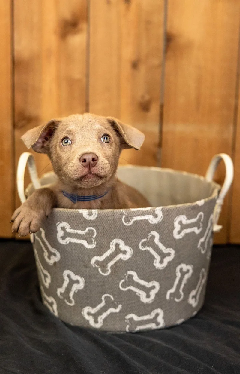 A baby medium-sized female Labrador Retriever dog named 709-26 for adoption in Brighton, CO