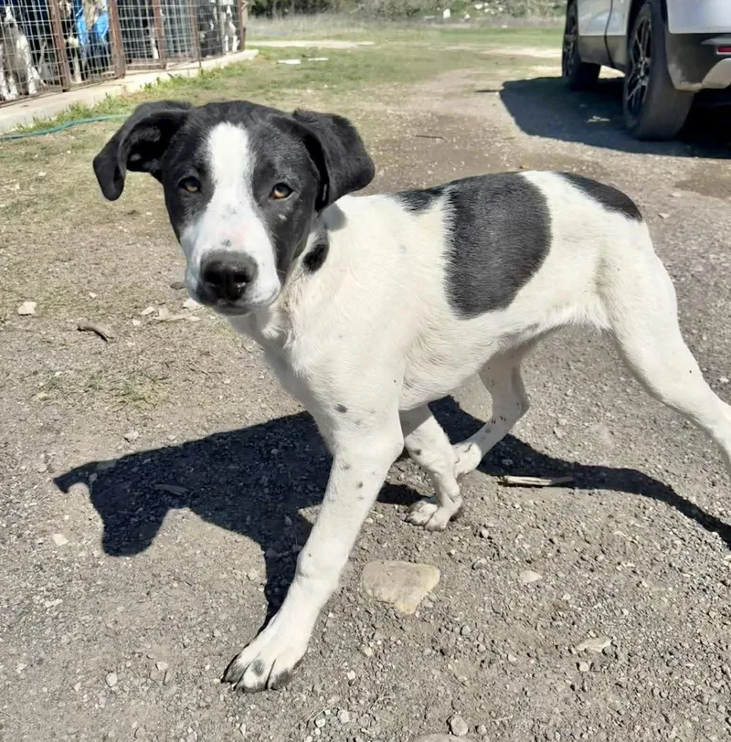 Tinkerbell thumbnail 3