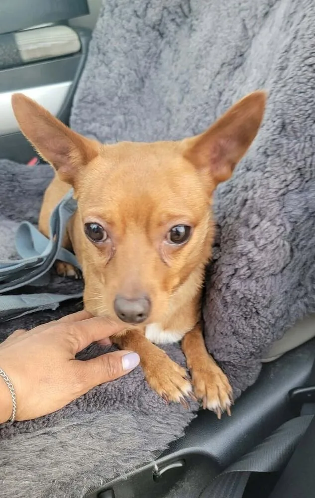 An adult small-sized male Chihuahua dog named Bandit for adoption in Peoria, IL