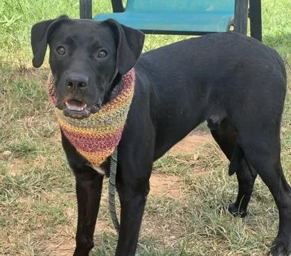 A young medium-sized male Retriever dog named Goober Stray Hold for adoption in Seneca, SC