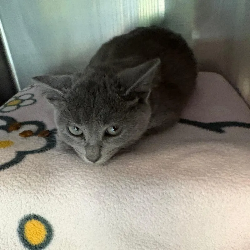 A baby small-sized female Gray / Blue / Silver Domestic Short Hair cat named JoEllen for adoption in Brockton, MA