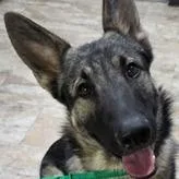 Perseus Major thumbnail 2