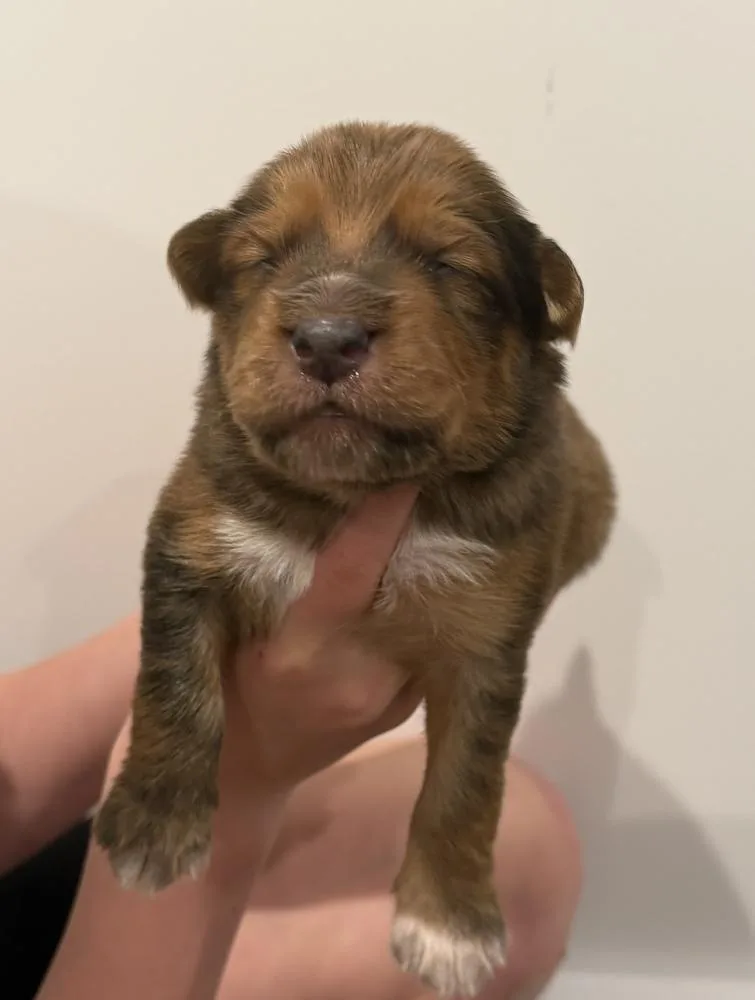 Bluey Litter  Douglas