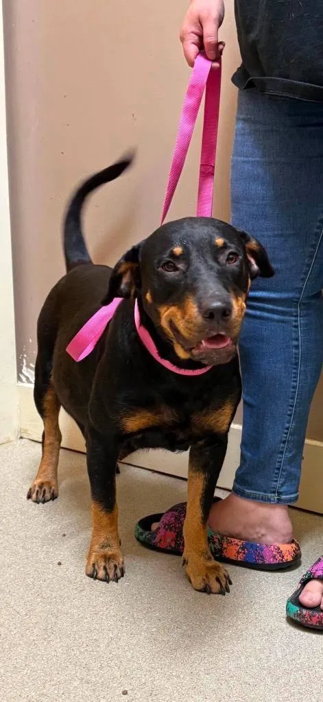 A young medium-sized female Rottweiler dog named Dottie for adoption in Walnutport, PA