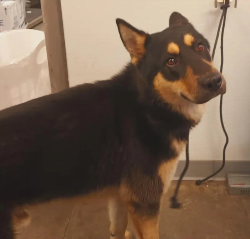 A young large-sized male German Shepherd Dog dog named Homer for adoption in Los Angeles, CA