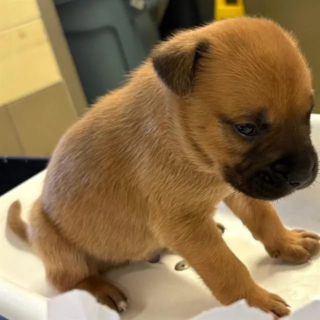 A baby small-sized male German Shepherd Dog dog named Zeus for adoption in Riverside, CA