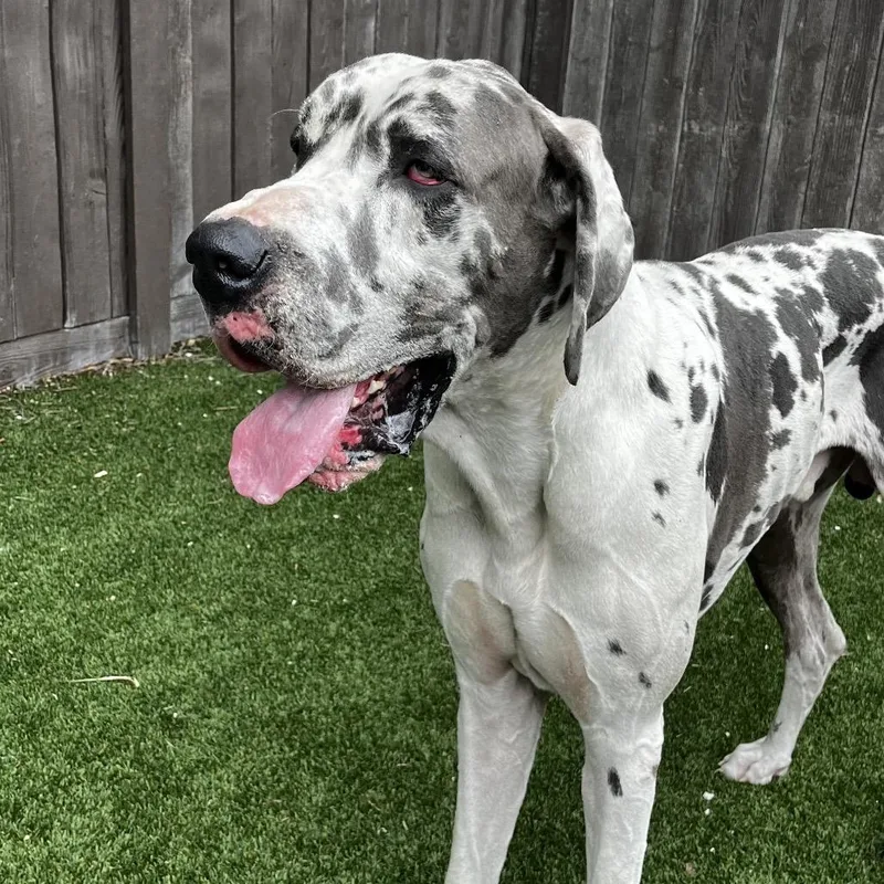 An adult extra large-sized male White / Cream Great Dane dog named Jimbo for adoption in LOXAHATCHEE, FL