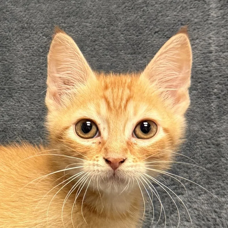 A baby medium-sized male Domestic Short Hair cat named Chico for adoption in Brenham, TX