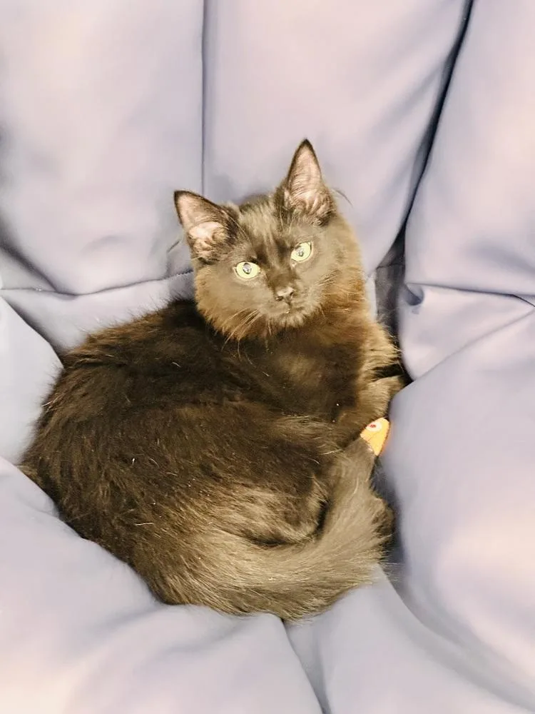 A baby medium-sized female Black Domestic Long Hair cat named Pom Pom for adoption in Greensburg, PA
