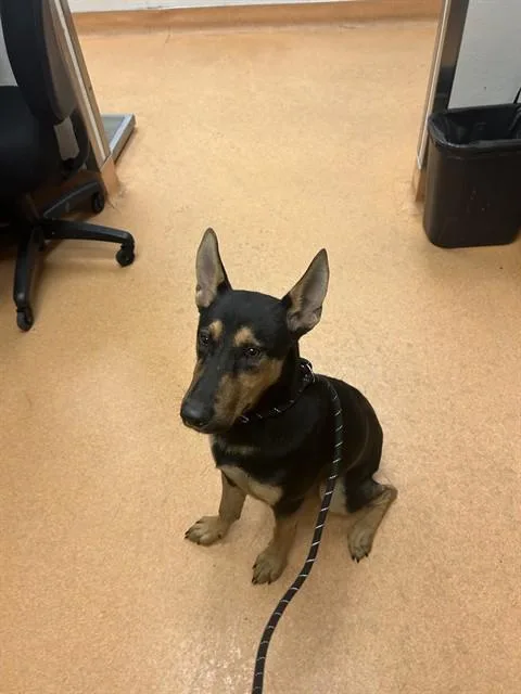 A young medium-sized male German Shepherd Dog dog named Bryce for adoption in Martinez, CA