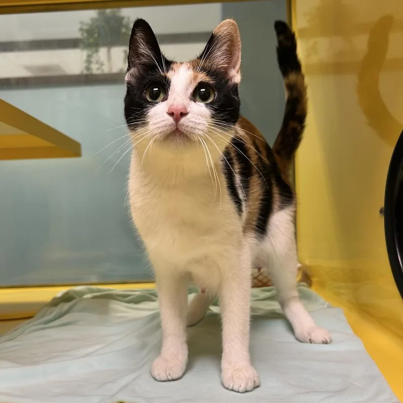 A young medium-sized female Domestic Short Hair cat named Morgause for adoption in Abilene, TX