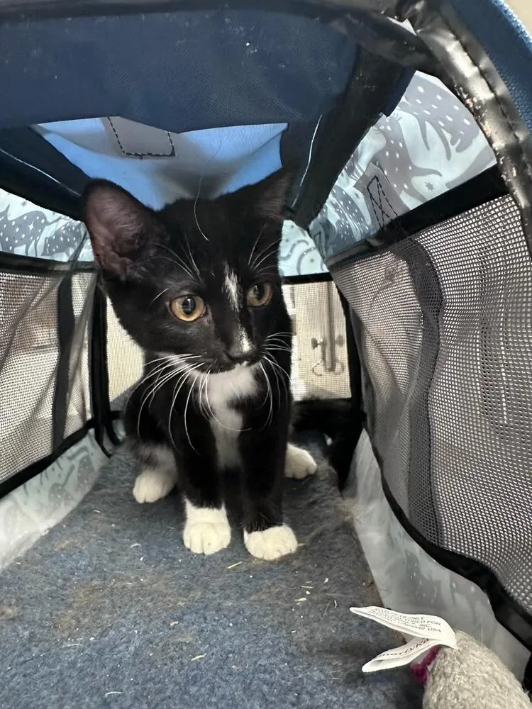 A young small-sized female Domestic Short Hair cat named Helenof Troy Sch. for adoption in Peoria, IL