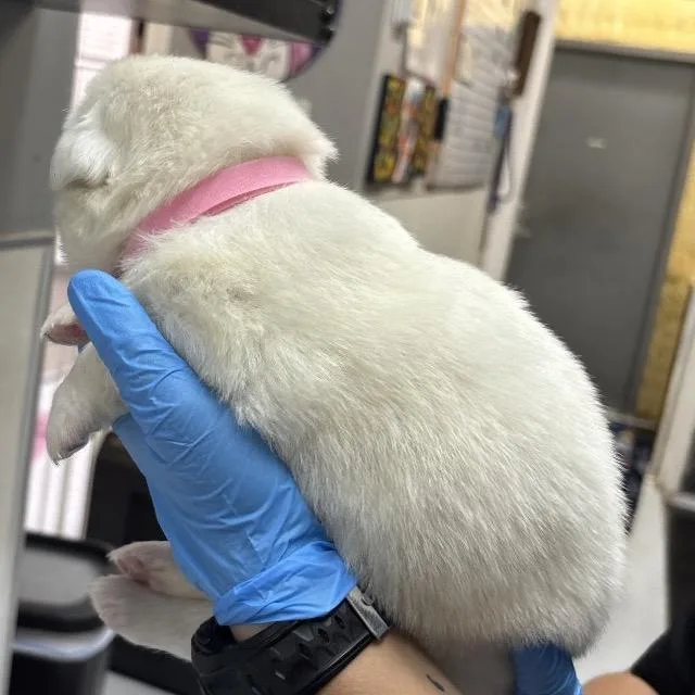 A baby large-sized female White / Cream Great Pyrenees dog named Astros for adoption in Springtown, TX
