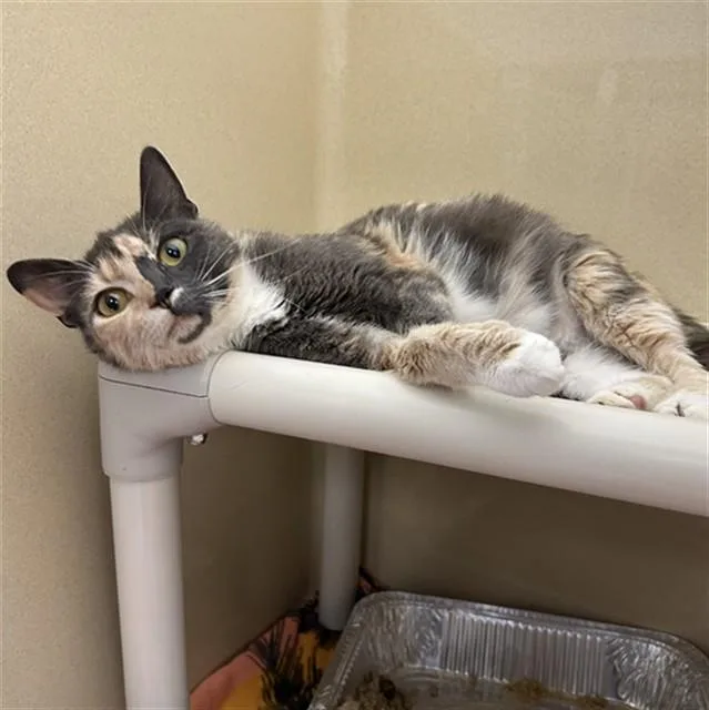 A young medium-sized female Domestic Short Hair cat named Starfire for adoption in Lincolnton, NC