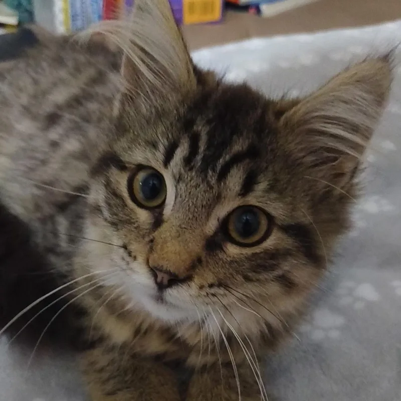 A baby medium-sized female Tabby (Brown / Chocolate) Domestic Long Hair cat named Aurora for adoption in Toledo, OH