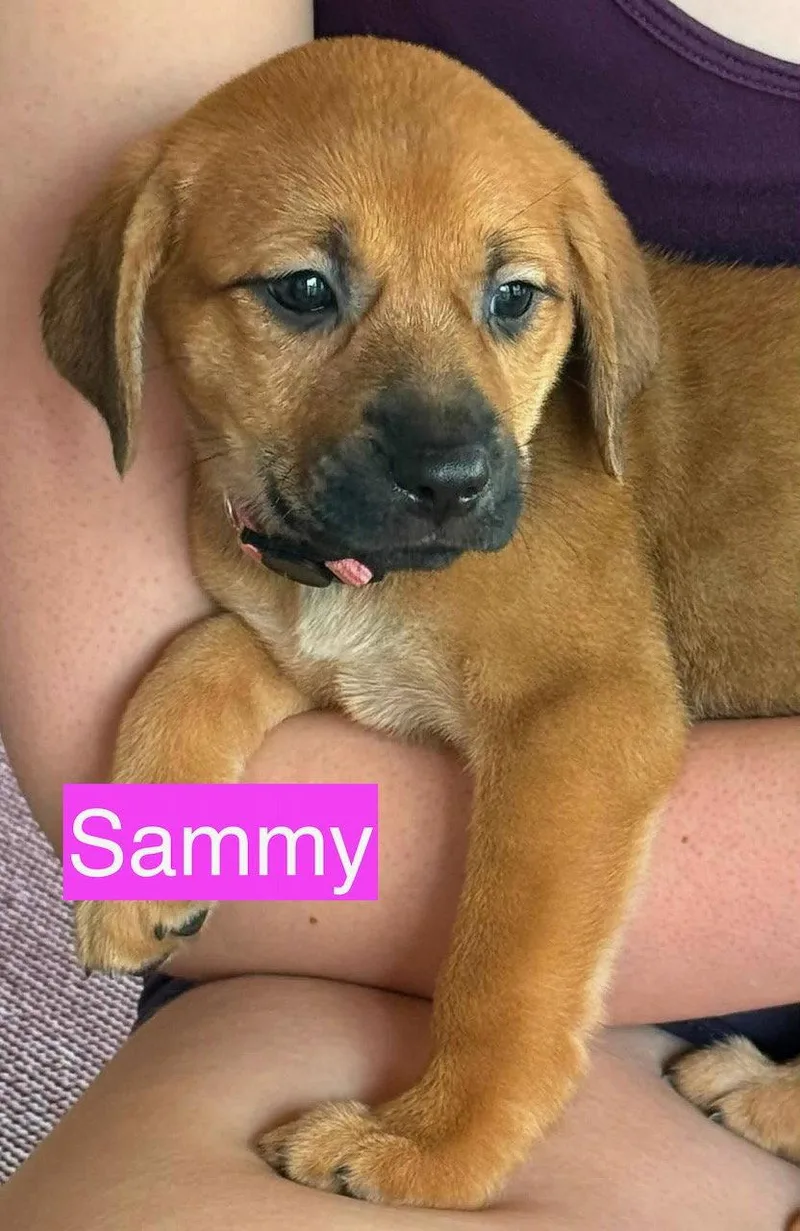 Sammy