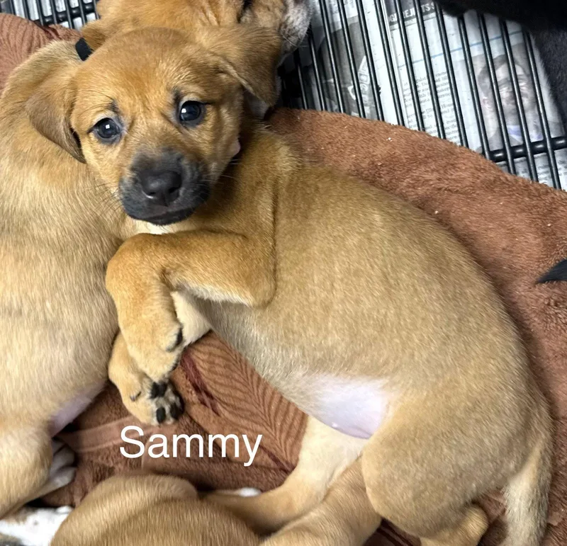 Sammy thumbnail 2