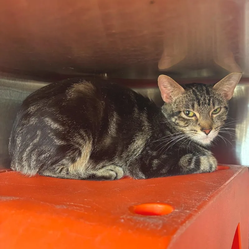 A young medium-sized female Brown / Chocolate Domestic Short Hair cat named Daisy for adoption in Waukesha, WI