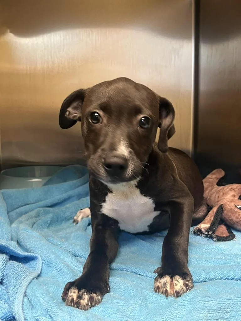 A baby medium-sized female Mixed Breed dog named Paisley ✅ for adoption in Florence, SC