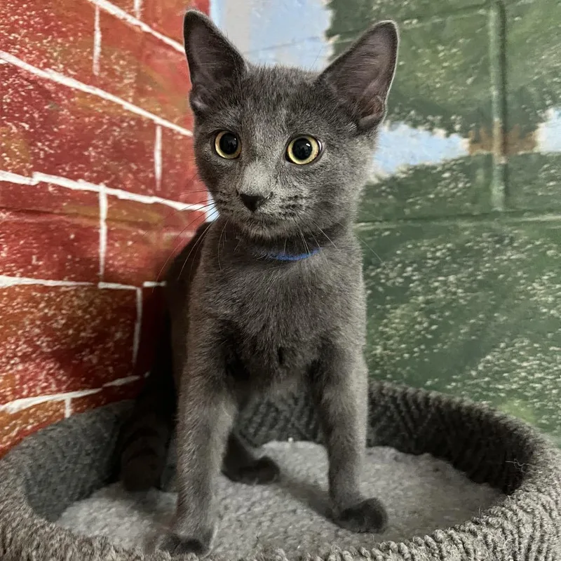 A baby medium-sized male Gray / Blue / Silver Domestic Short Hair cat named Tito for adoption in Laredo, TX