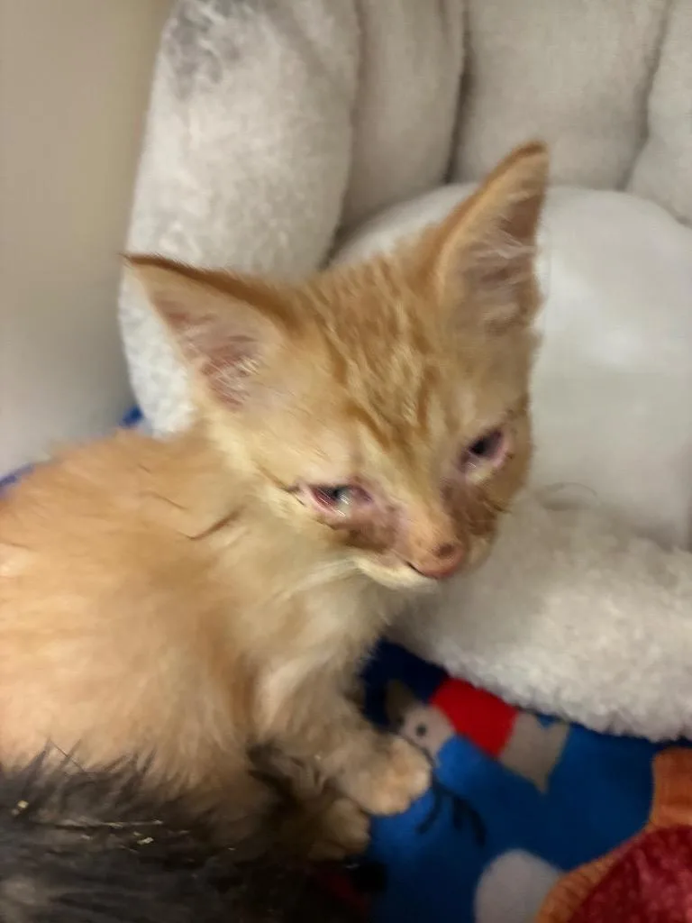 A baby medium-sized male Domestic Short Hair cat named Roman for adoption in Bloomington, IN
