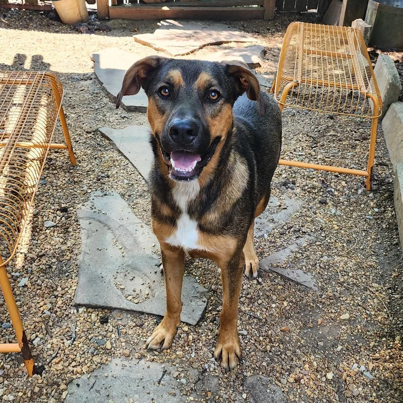 An adult large-sized male Black Mixed Breed dog named Weaver for adoption in Boaz, AL