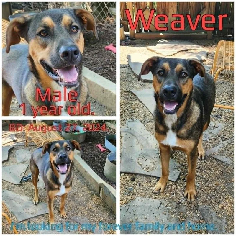 Weaver thumbnail 4