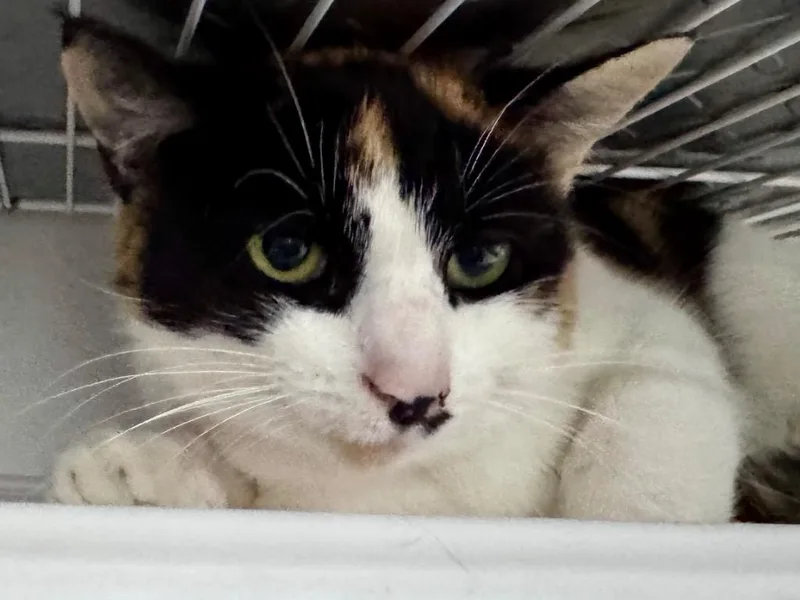 A young small-sized female Dilute Calico cat named Wrenna for adoption in Powell, OH