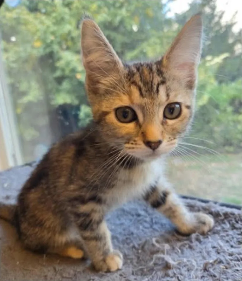 A baby medium-sized female Torbie Domestic Short Hair cat named Sapphire for adoption in Eugene, OR