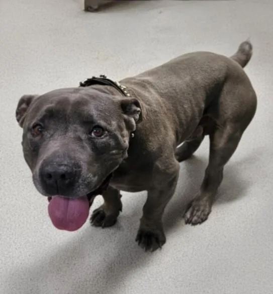 A senior large-sized male Pit Bull Terrier dog named Ernest for adoption in Los Angeles, CA