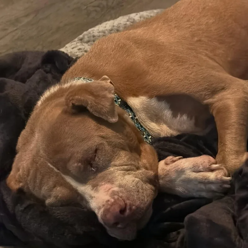 An adult medium-sized female Mixed Breed dog named Maggie Moose for adoption in Memphis, TN