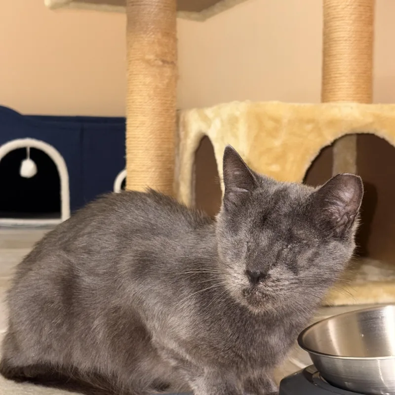 A senior small-sized female Gray / Blue / Silver Domestic Short Hair cat named Mama for adoption in Ozone Park, NY