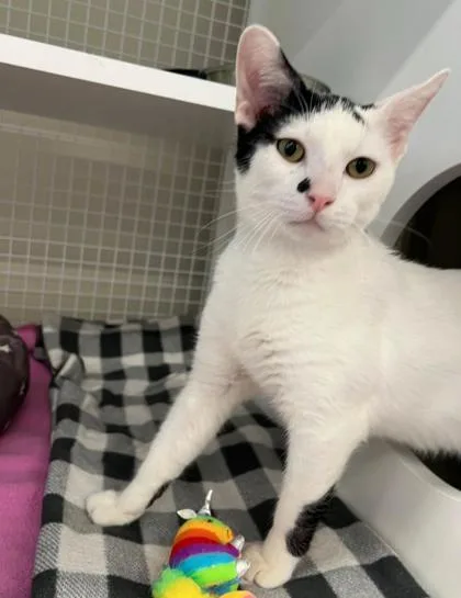 An adult medium-sized male Black Domestic Short Hair cat named Skelly for adoption in Kansas City, MO