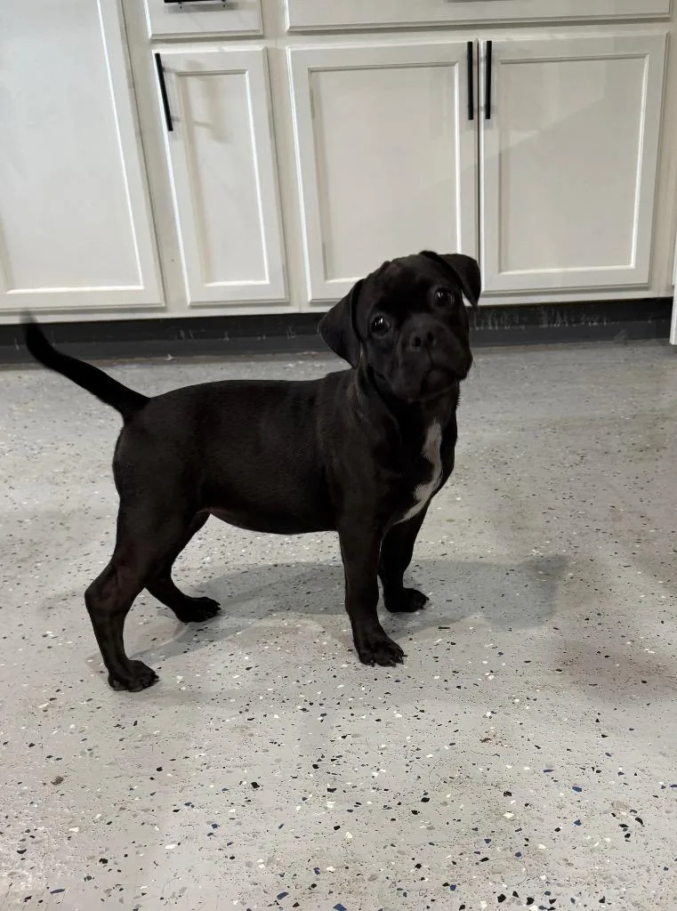 A baby medium-sized female Boxer dog named Aegis for adoption in Alvin, TX