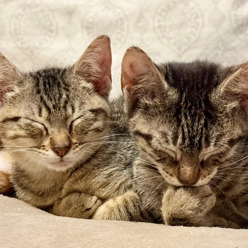 Bethany & Beaux thumbnail 3