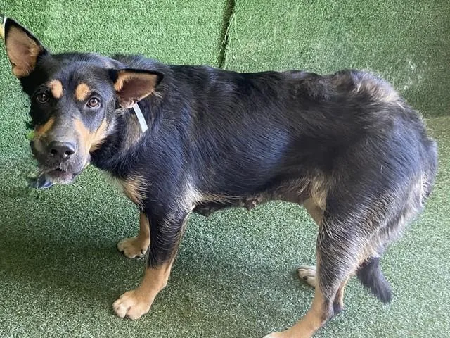 A young large-sized female German Shepherd Dog dog named Shrimpina for adoption in Lancaster, CA