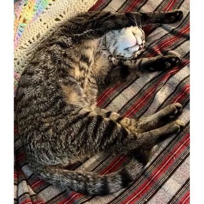 A baby medium-sized male Domestic Short Hair cat named Curtis for adoption in Hudson, MA